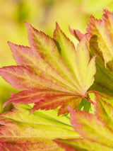 Bild von Japanischer Goldahorn 'Aureum' im Onlineshop von Bohlken Pflanzenversand GbR