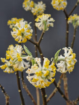 Bild von Japanischer Papierbusch 'Grandiflora' im Onlineshop von Bohlken Pflanzenversand GbR