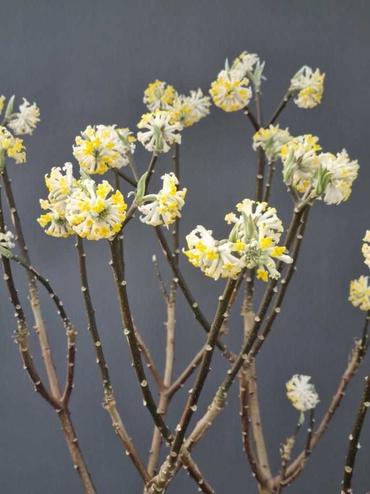 Bild von Japanischer Papierbusch 'Grandiflora' im Onlineshop von Bohlken Pflanzenversand GbR