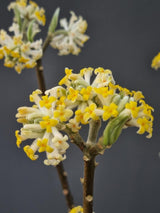 Bild von Japanischer Papierbusch 'Grandiflora' im Onlineshop von Bohlken Pflanzenversand GbR