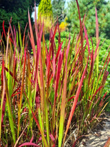 Bild von Japanisches Blutgras 'Red Baron' im Onlineshop von Bohlken Pflanzenversand GbR