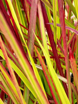 Bild von Japanisches Blutgras 'Red Baron' im Onlineshop von Bohlken Pflanzenversand GbR