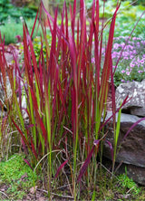 Bild von Japanisches Blutgras 'Red Baron' im Onlineshop von Bohlken Pflanzenversand GbR