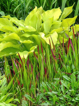 Bild von Japanisches Blutgras 'Red Baron' im Onlineshop von Bohlken Pflanzenversand GbR