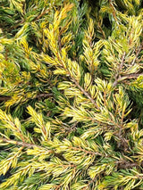 Artikelbild Gemeiner Wacholder 'Goldschatz' im Online-Shop der Bohlken Baumschulen