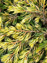 Artikelbild Gemeiner Wacholder 'Goldschatz' im Online-Shop der Bohlken Baumschulen