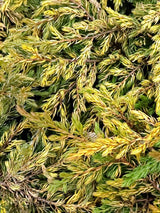 Artikelbild Gemeiner Wacholder 'Goldschatz' im Online-Shop der Bohlken Baumschulen