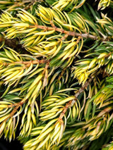 Artikelbild Gemeiner Wacholder 'Goldschatz' im Online-Shop der Bohlken Baumschulen