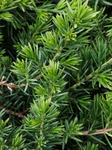 Artikelbild Blauer Sachalin-Kriechwacholder 'Blue Pacific' im Online-Shop der Bohlken Baumschulen