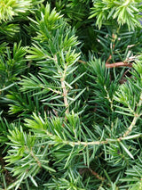 Artikelbild Blauer Sachalin-Kriechwacholder 'Blue Pacific' im Online-Shop der Bohlken Baumschulen