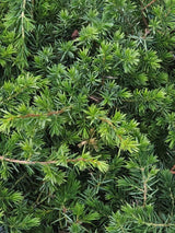 Artikelbild Blauer Sachalin-Kriechwacholder 'Blue Pacific' im Online-Shop der Bohlken Baumschulen