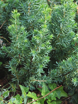 Artikelbild Blauer Sachalin-Kriechwacholder 'Blue Pacific' für die Variante 20/25cm Durchmesser im 2Liter-Topf im Online-Shop der Bohlken Baumschulen