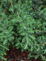 Artikelbild Blauer Sachalin-Kriechwacholder 'Blue Pacific' im Online-Shop der Bohlken Baumschulen