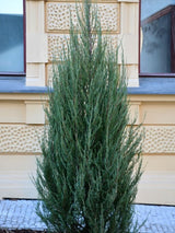 Artikelbild für Raketenwacholder 'Blue Arrow' im Online-Shop der Bohlken Baumschulen