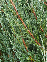 Artikelbild für Raketenwacholder 'Blue Arrow' im Online-Shop der Bohlken Baumschulen