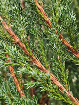 Artikelbild für Raketenwacholder 'Blue Arrow' im Online-Shop der Bohlken Baumschulen