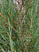 Artikelbild für Raketenwacholder 'Blue Arrow' im Online-Shop der Bohlken Baumschulen