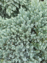 Artikelbild für Blauer Zwerg-Wacholder 'Blue Star' im Online-Shop der Bohlken Baumschulen