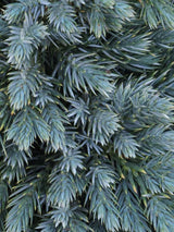 Artikelbild für Blauer Zwerg-Wacholder 'Blue Star' im Online-Shop der Bohlken Baumschulen