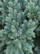 Artikelbild für Blauer Zwerg-Wacholder 'Blue Star' im Online-Shop der Bohlken Baumschulen