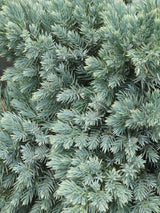 Artikelbild für Blauer Zwerg-Wacholder 'Blue Star' im Online-Shop der Bohlken Baumschulen