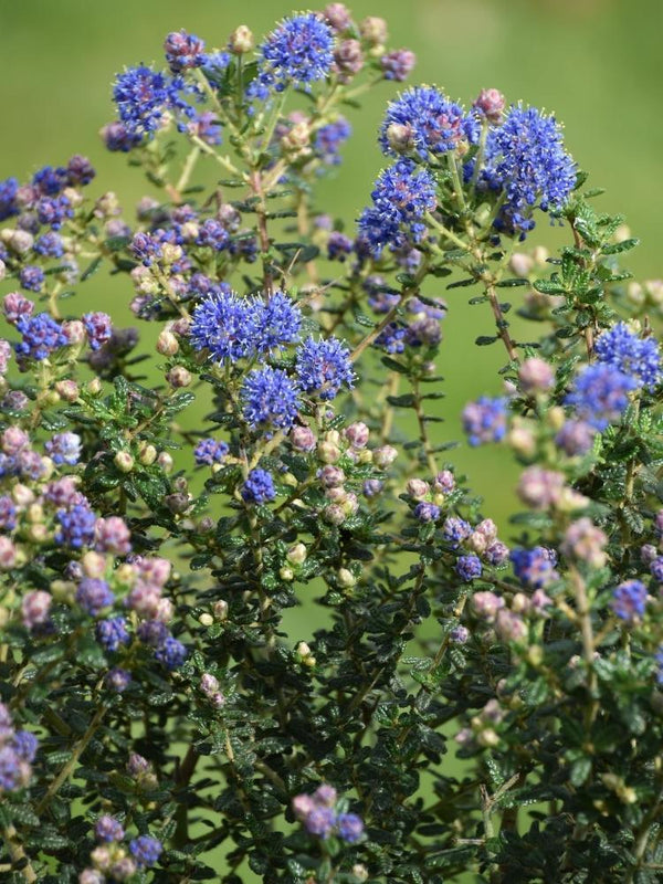 Bild von Kalifornischer Flieder, Säckelblume 'Puget Blue' im Onlineshop von Bohlken Pflanzenversand GbR