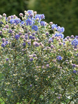 Bild von Kalifornischer Flieder, Säckelblume 'Puget Blue' im Onlineshop von Bohlken Pflanzenversand GbR