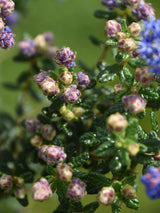 Bild von Kalifornischer Flieder, Säckelblume 'Puget Blue' im Onlineshop von Bohlken Pflanzenversand GbR