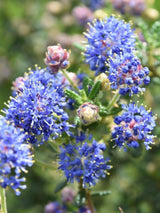 Bild von Kalifornischer Flieder, Säckelblume 'Puget Blue' im Onlineshop von Bohlken Pflanzenversand GbR