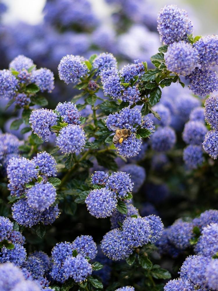 Bild von Kalifornischer Flieder, Säckelblume 'Puget Blue' im Onlineshop von Bohlken Pflanzenversand GbR