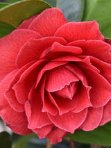 Bild von Kamelie 'Black Lace' im Onlineshop von Bohlken Pflanzenversand GbR