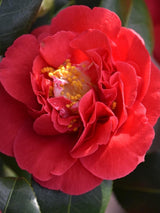 Bild von Kamelie 'Blood of China' im Onlineshop von Bohlken Pflanzenversand GbR