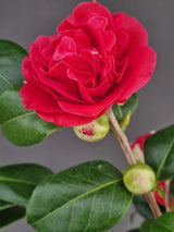 Bild von Kamelie 'Blood of China' im Onlineshop von Bohlken Pflanzenversand GbR