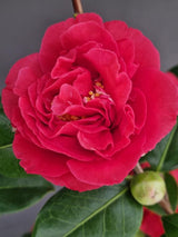 Bild von Kamelie 'Blood of China' im Onlineshop von Bohlken Pflanzenversand GbR