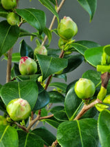 Bild von Kamelie 'Blood of China' im Onlineshop von Bohlken Pflanzenversand GbR