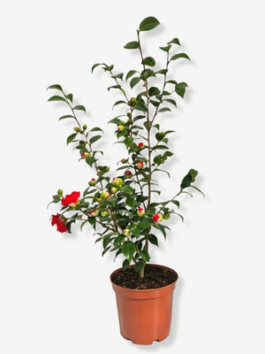 Bild von Kamelie 'Blood of China' im Onlineshop von Bohlken Pflanzenversand GbR