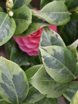 Bild von Kamelie 'Dazzling Pink' im Onlineshop von Bohlken Pflanzenversand GbR