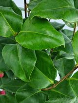 Bild von Kamelie 'Doctor King' im Onlineshop von Bohlken Pflanzenversand GbR