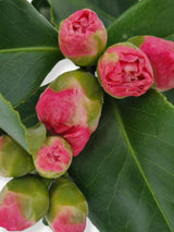 Bild von Kamelie 'Doctor King' im Onlineshop von Bohlken Pflanzenversand GbR