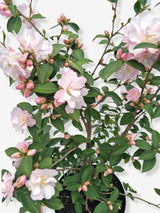 Bild von Kamelie 'Fairy Blush' im Onlineshop von Bohlken Pflanzenversand GbR