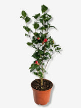 Bild von Kamelie 'Lady Macon' im Onlineshop von Bohlken Pflanzenversand GbR