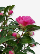 Bild von Kamelie rosa im Onlineshop von Bohlken Pflanzenversand GbR