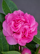 Bild von Kamelie rosa im Onlineshop von Bohlken Pflanzenversand GbR