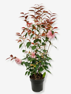 Bild von Kamelie 'Spring Festival' im Onlineshop von Bohlken Pflanzenversand GbR