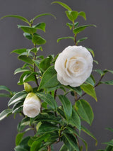 Bild von Kamelie weiß im Onlineshop von Bohlken Pflanzenversand GbR