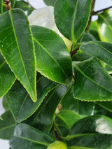 Bild von Kamelie weiß im Onlineshop von Bohlken Pflanzenversand GbR