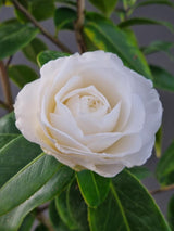 Bild von Kamelie weiß im Onlineshop von Bohlken Pflanzenversand GbR