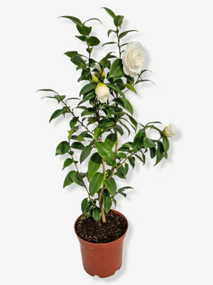 Bild von Kamelie weiß im Onlineshop von Bohlken Pflanzenversand GbR