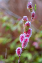 Bild von Kätzchenweide 'Mount Aso' im Onlineshop von Bohlken Pflanzenversand GbR