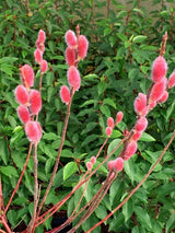 Bild von Kätzchenweide 'Mount Aso' im Onlineshop von Bohlken Pflanzenversand GbR